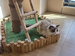 -唐小姐の私宠·宠物洗护美容·撸猫馆·购宠(周浦万达旗舰店)