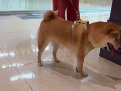 -帕帕拉兹宠物(亚洲旗舰店)