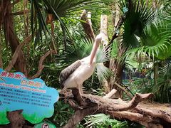 -广州长隆飞鸟乐园