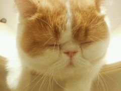 -飞行喵MR PILOT|猫舍·猫咖(静安大融城店)