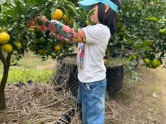 -前小桔亲子创意农场·草莓采摘·露营烧烤