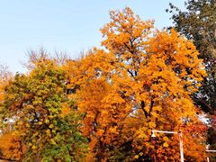 -三里屯东五街银杏大道