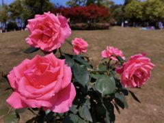 -铁山坪森林公园