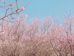 -蜀冈西峰生态公园