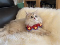 -东方名猫馆·英短金渐层布偶猫舍(环线广场1号楼店)