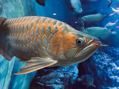 -上海海洋水族馆