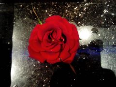 -同喜烤鸭店(光芒店)