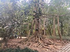 -中国科学院西双版纳热带植物园