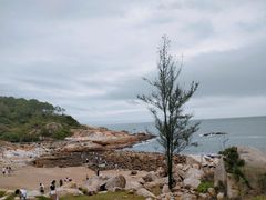 -广东惠东海龟国家级自然保护区
