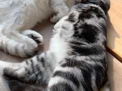 -猫和宫(六道口店)