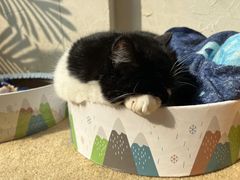-猫友咖啡店(玉林西路店)