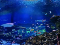 -海合安武汉极地海洋公园