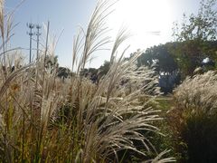 -桃花岛景观公园