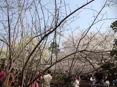-武汉大学-樱园