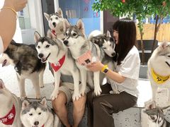 -Husky Go!哈士奇体验馆·宠物咖啡厅狗咖