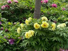 -莲花池公园