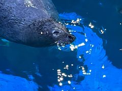 -海合安青岛极地海洋公园