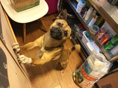 -小团圆糖水铺(襄阳南路店)