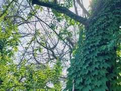 -白水寺森林公园