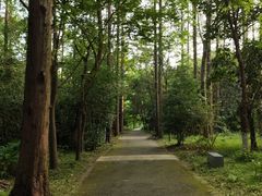 -东平国家森林公园