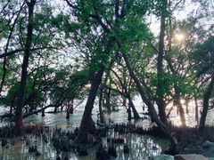 -宝安西湾红树林湿地公园