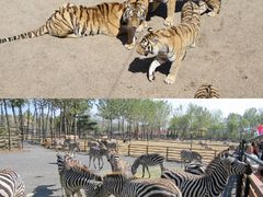 -大连森林动物园