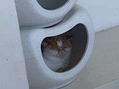 -怪兽屋·羊驼·猫咖·狗咖(俊华广场店)