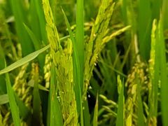 -中国天府农业博览园