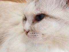 -瞄一喵猫咖(格力海岸店)