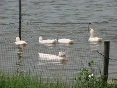 在水中央-海鸥岛