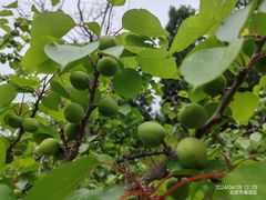 -北京西山国家森林公园