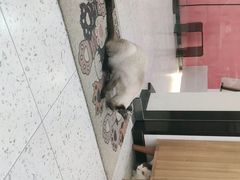 -喵园·猫主题咖啡厅·撸猫·猫咖(国贸店)