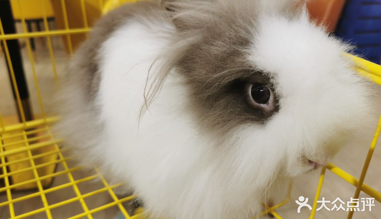 厦门探店‖兔兔浣熊小香猪三大萌宠等你来撸