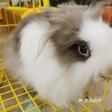 厦门探店‖兔兔浣熊小香猪三大萌宠等你来撸