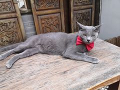 -喵屿·大理花园猫咖