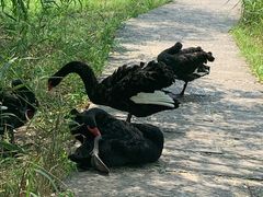 -长兴太湖图影湿地文化园