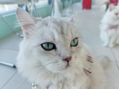 -怪兽屋·羊驼·猫咖·狗咖(俊华广场店)