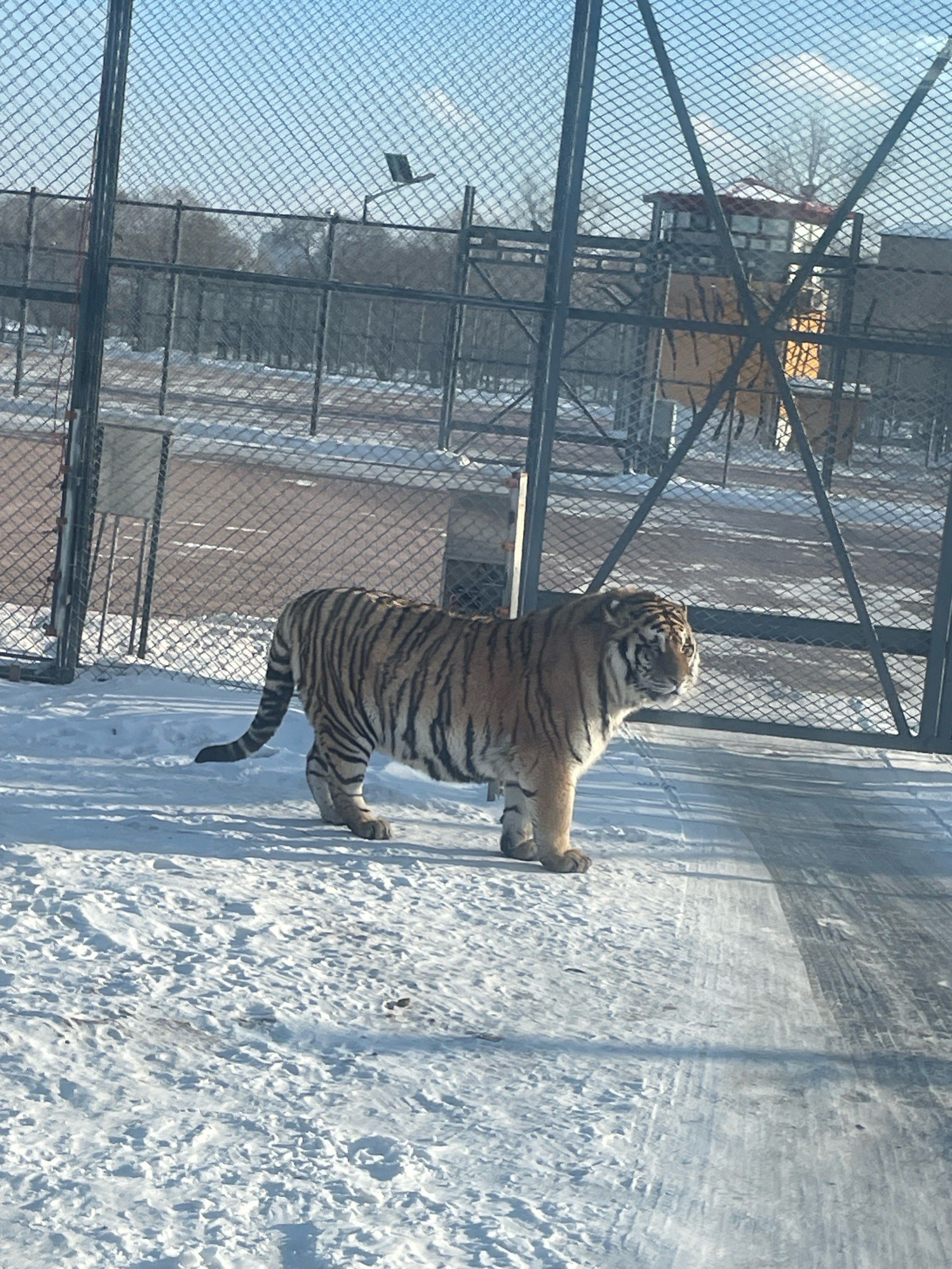 每日与老虎对视改善猥琐气质