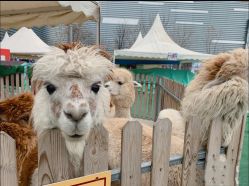 -萌宠亲子动物乐园(槐房万达店)