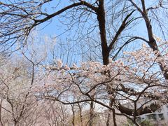 -桃花堤公园