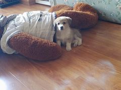 -瑞鹏宠物医院·爱宠堂·骨外专科(西荷分院)