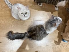 -1013 PET SHOP精品宠物商店(丁香店)