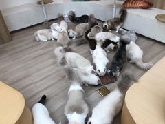 -瞄一喵猫咖(格力海岸店)