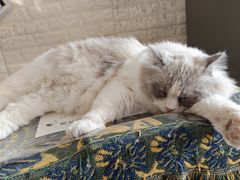 -平行世界·猫咖(首经贸店)