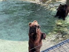 -深圳野生动物园