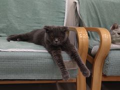 -佳雯宠物医院·皮肤科·内外科(春晓路分院)