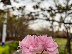 -高东镇樱花园