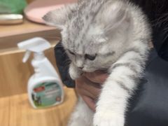 -玖佳宠物医院·泌尿·骨科·中老年病