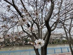 -高东镇樱花园