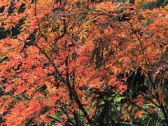 -山王坪喀斯特国家生态公园